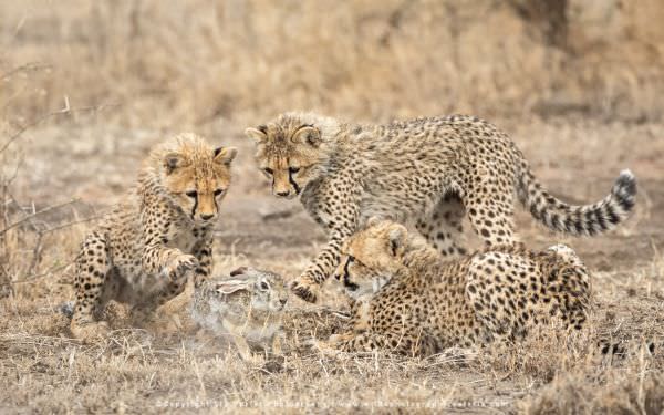 Three Cheetah cubs playing with a Cape Hare in the Ndutu area - Tanzania © Stu Porter Photographic S Three Cheetah cubs playing with a Cape Hare in the Ndutu area - Tanzania © Stu Porter Photographic S