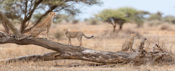A female Cheetah and her two cubs scan the surrounding area from a fallen tree in the Ndutu area - T