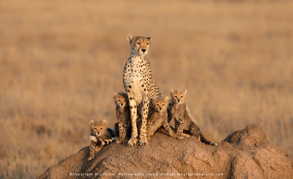 Female Cheetah with four small cubs in the Serengeti National Park - Tanzania © Stu Porter