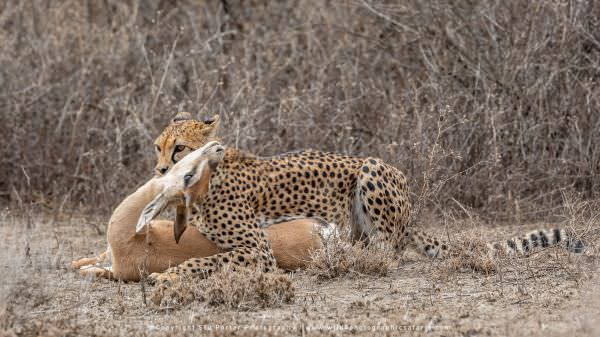 Female Cheetah just after she caught the Grants Gazelle in the Ndutu area - Tanzania © Stu Port