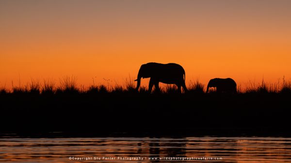 Silhouette of elephant and calf walking along the horizon at sunset Chobe River Botswana