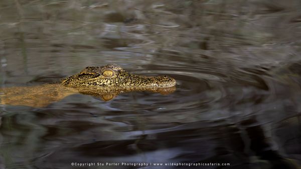 Nile crocodile at the Chobe River from Wild4 Photo Safaris