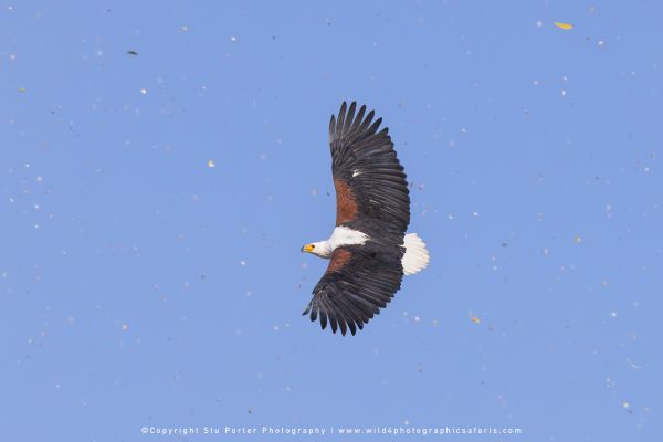 African fish eagle soaring through a clear blue sky