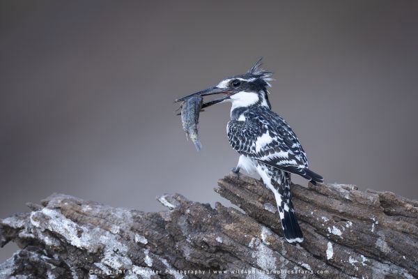 Pied kingfisher perched on wood holding a fish in its beak