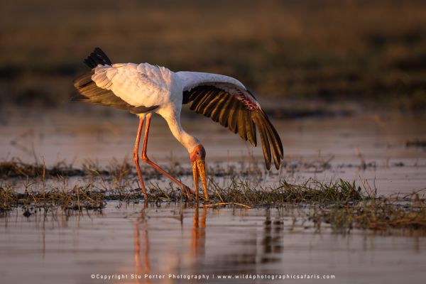 Stork fishing on the Chobe River by Photo by Stu Porter