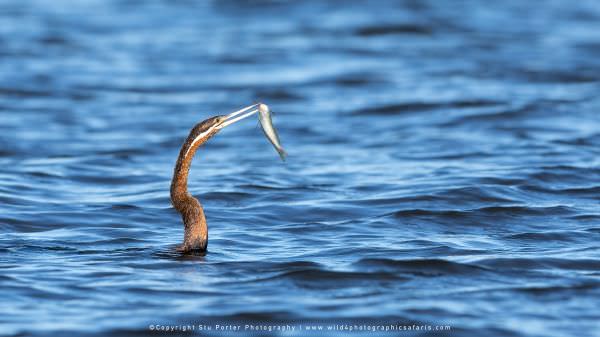 African Darter with a fish, Chobe River Botswana. Wild4 Photo Safaris