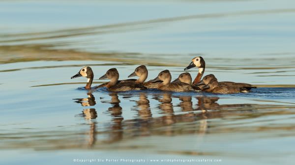 White Faced Whistling Ducks, Chobe River Botswana. Stu Porter Photography Tours