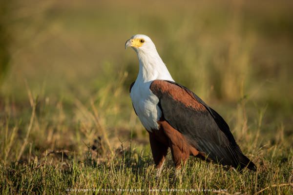 African Fish Eagle, Chobe River Botswana. Stu Porter Photography Tours