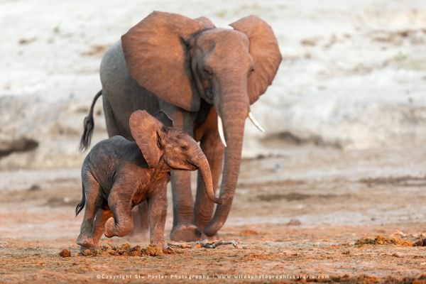 Baby Elephant running, Chobe River Botswana. Stu Porter Photography Tours