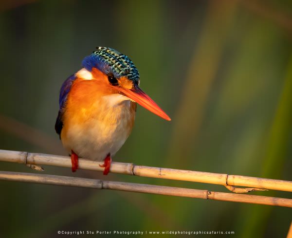 Malachite Kingfisher, Chobe River Botswana. Stu Porter Photography Tours