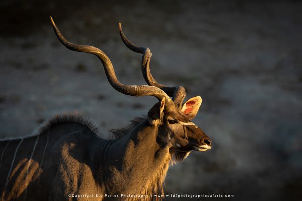Male Greater Kudu, Chobe River Botswana. Wild4 Photo Safaris