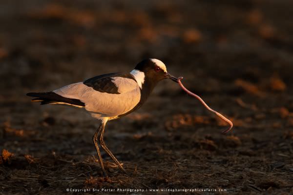 A Blacksmith Lapwing with a worm, Chobe River Botswana. Wild4 Photo Safaris