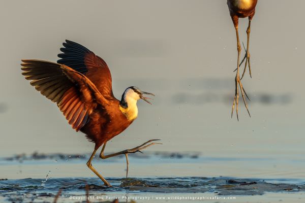 African Jacana, Chobe River Botswana. Small Group Photo Safari Specialists