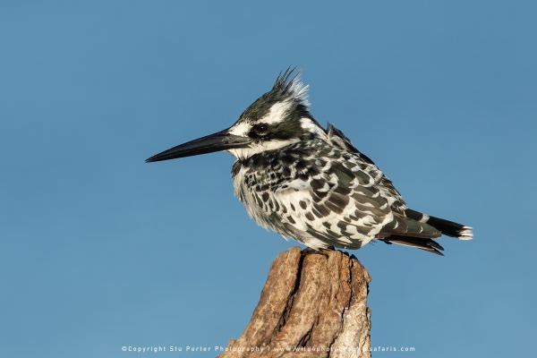 Pied Kingfisher, Chobe River Botswana. African Photographic Safari