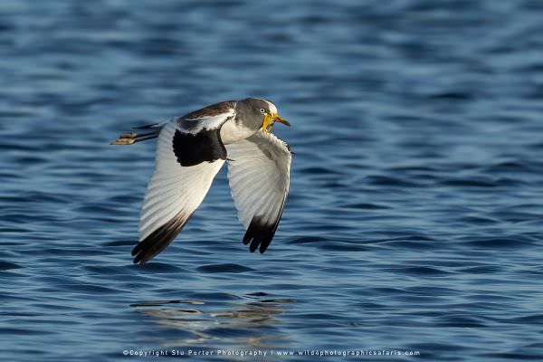 White Crowned Lapwing, Chobe River Botswana. Wild4 Photo Safaris