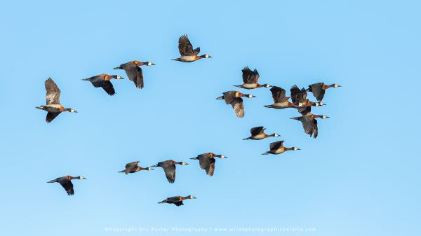 White Faced Whistling Ducks in flight, Chobe River Botswana. Africa Photo Safari