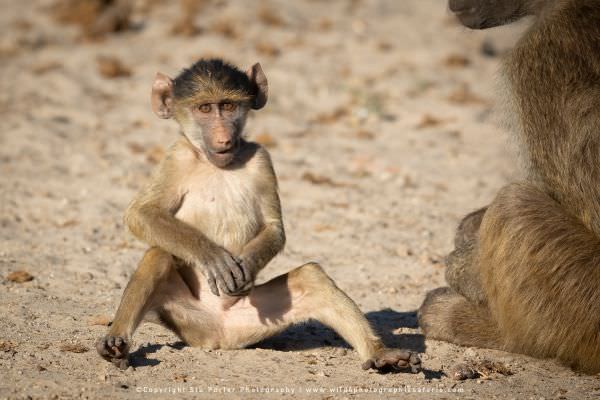 Baby Chacma Baboon, Chobe River Botswana. Small Group Photo Safari Specialists