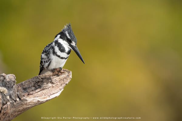 Pied Kingfisher Chobe River, Botswana. African Photographic Safari