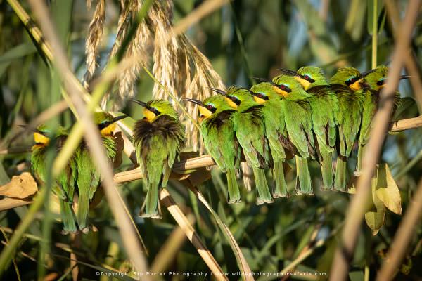 Little Bee-eaters Chobe River, Botswana. Stu Porter Photography Tours