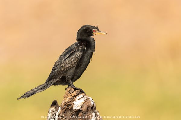 Reed Cormorant Chobe River, Botswana. Wild4 Photo Safaris