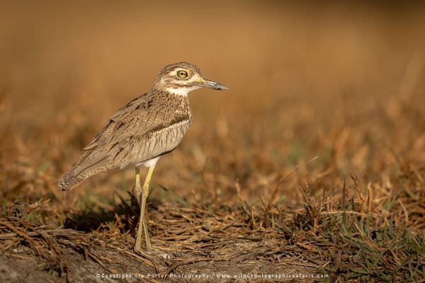 Water Thick Knee Chobe River, Botswana. Wild4 Photo Safaris