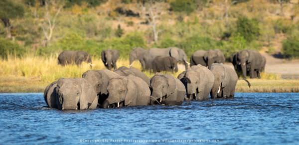 Elephant herd crossing the Chobe River, Botswana. Africa Photo Safari. Wildlife Panorama