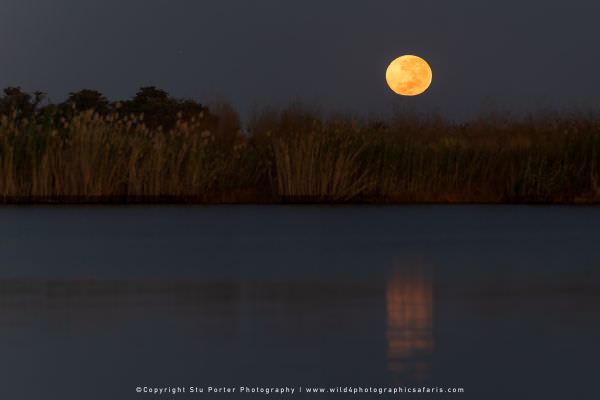 Moon over the Chobe River, Botswana. Africa Photo Safari. Panorama
