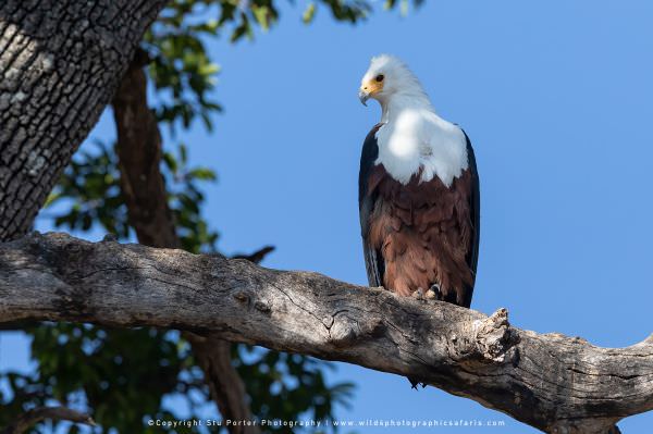 African Fish Eagle Chobe River, Botswana. Stu Porter Photography Tours