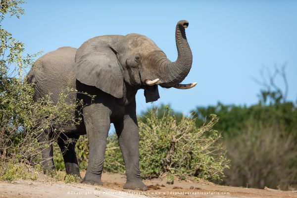 Bull Elephant Chobe River, Botswana. Wild4 Photo Safaris