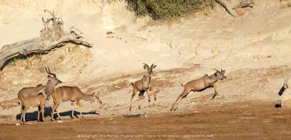 Kudu running Chobe River, Botswana. Wild4 Photo Safaris. Wildlife Panorama & Composite Image