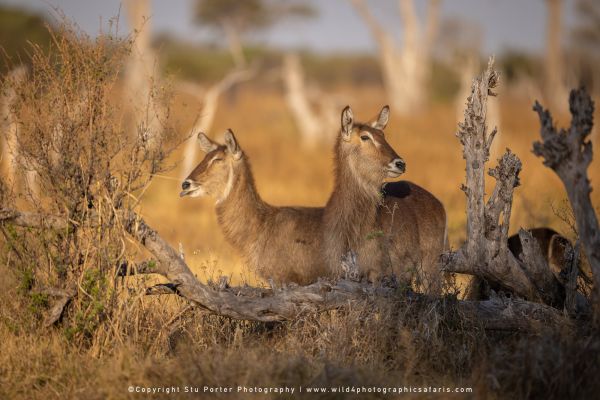 Two waterbuck standing in dry bush by Stu Porter, Wild4 Photographic Safaris