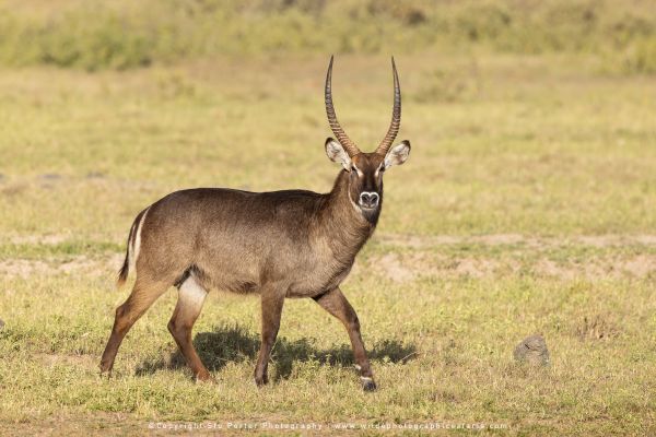 Male Waterbuck Amboseli, Stu Porter Photography