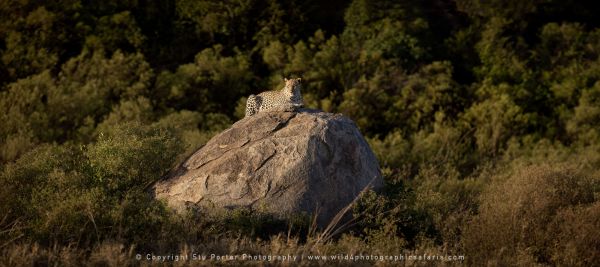 Leopard Serengeti African Photographic tours with Stu Porter