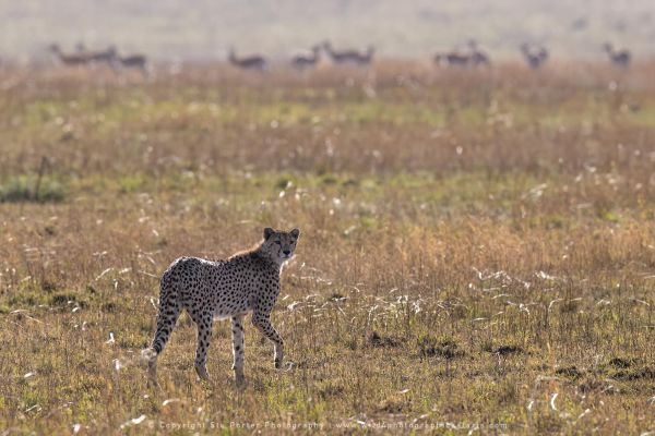 Cheetah  Serengeti Copyright Stu Porter Photography