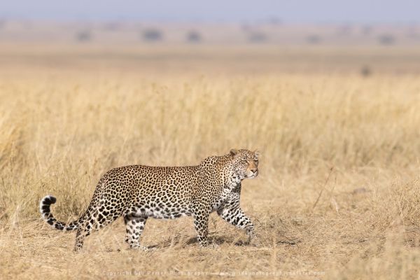 Leopard Serengeti Wild4 African Photo safaris