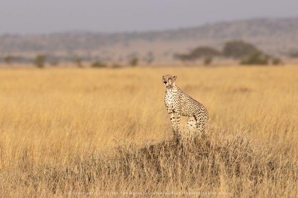 Cheetah on mound Serengeti African Photographic tours with Stu Porter