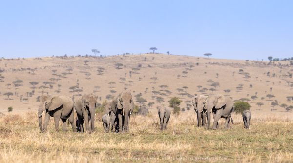 Herd ElephantsAfrican Photographic tours with Stu Porter