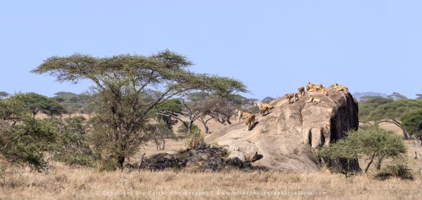 Lions on Kopje Serengeti Wild4 African Photo safaris