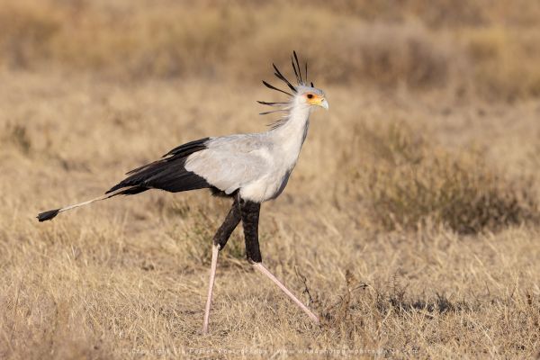 Secretary Bird Serengeti Copyright Stu Porter Photography