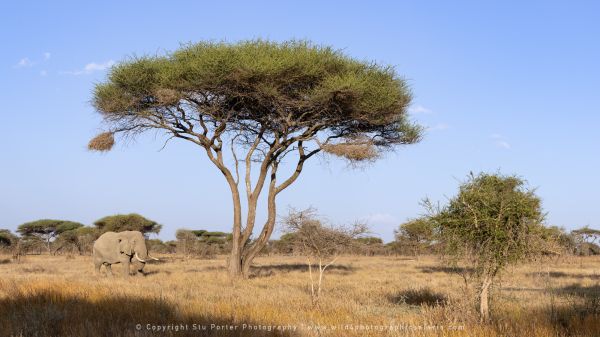 Male Elephant, Ndutu Wild4 African Photo safaris