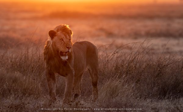 Lion at sunset, Ndutu Copyright Stu Porter Photography