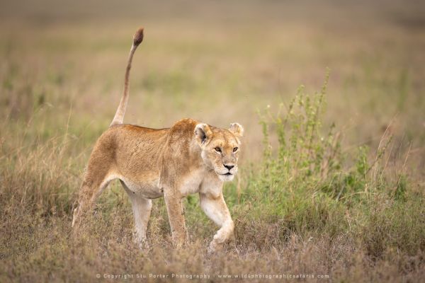 Lioness African Photographic tours with Stu Porter