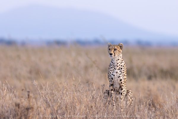 Cheetah Copyright Stu Porter photography Cheetah Serengeti Tanzania