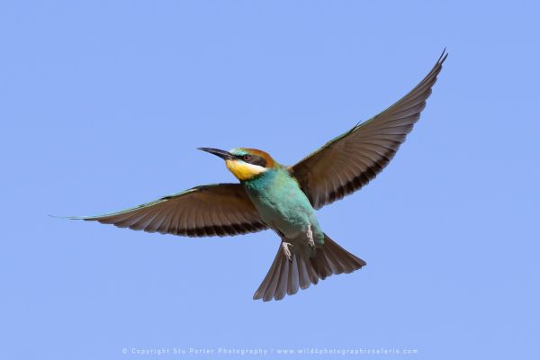 European Bee-eater in flight Serengeti African Photographic tours with Stu Porter