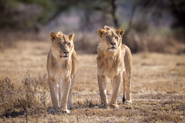 Two Lions, Ndutu Copyright Stu Porter Photography