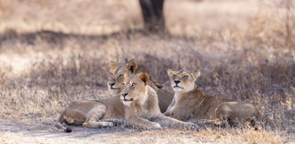 Thin Pride, Ndutu African Photographic tours with Stu Porter