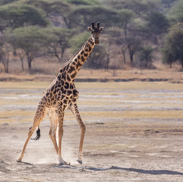 Male Giraffe, Ndutu Wild4 African Photo safaris