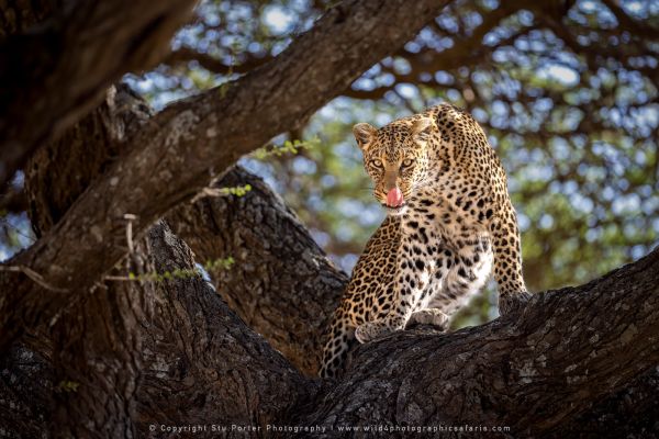 Leopard in tree Ndutu Stu Porter Tanzania