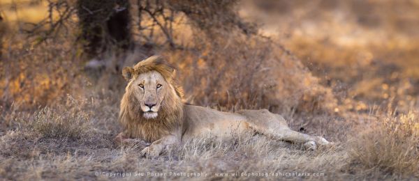 Male Lion , Ndutu African Photographic tours with Stu Porter