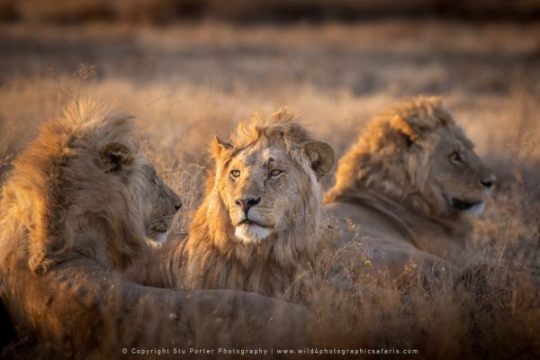 Male Lions, Ndutu Wild4 African Photo safaris